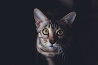 这是一张虎斑猫的特写肖像，它正用迷人的眼睛看着镜头，非常适合猫科动物和宠物爱好者