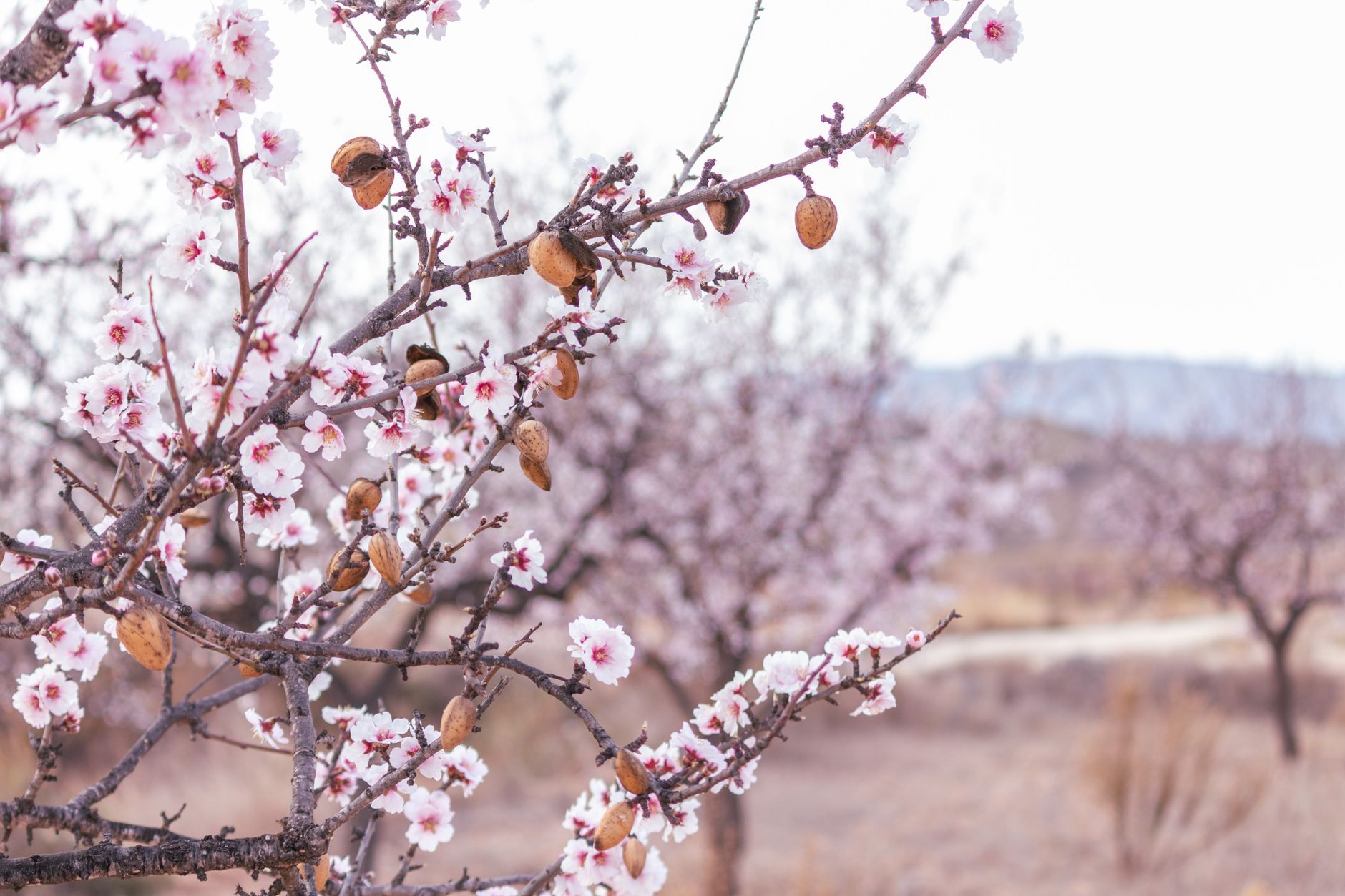 That Bag of California Almonds? It Might Have Come From a Robot Orchard