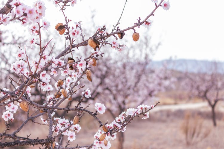 Blooming Peach Tree