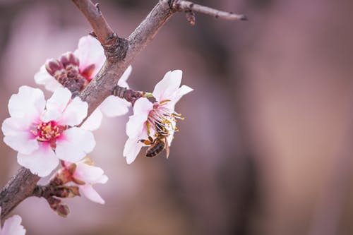 Gratis Fotos de stock gratuitas de abeja, de cerca, delicado Foto de stock