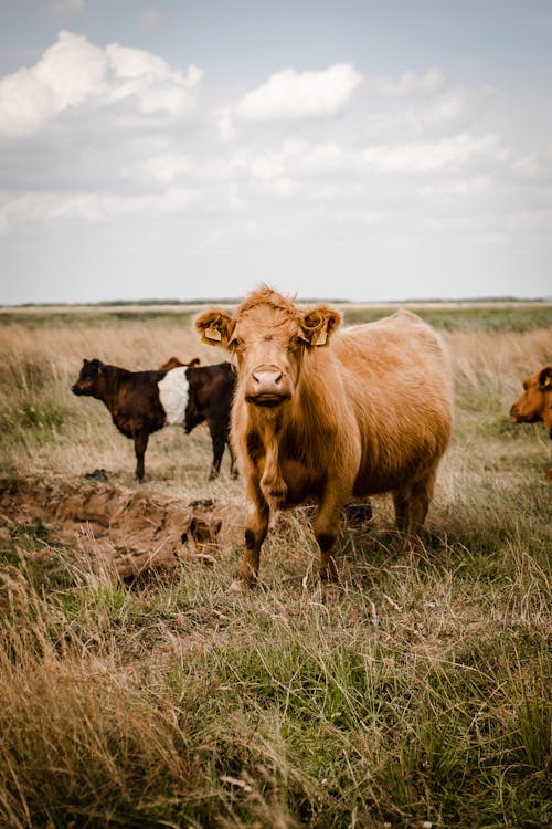 Gratuit Photos gratuites de animaux, bétail, campagne Photos