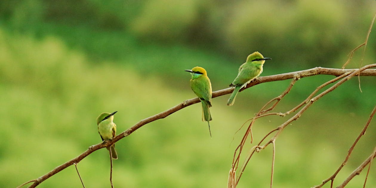 Three Long-beaked Small Birds Perched on Brown Tree Branch