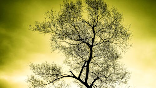 Free Silhouette of Tree Stock Photo