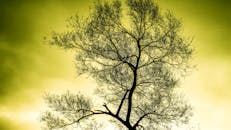 树木以黄色天空为背景的戏剧性轮廓，捕捉到了大自然的美丽