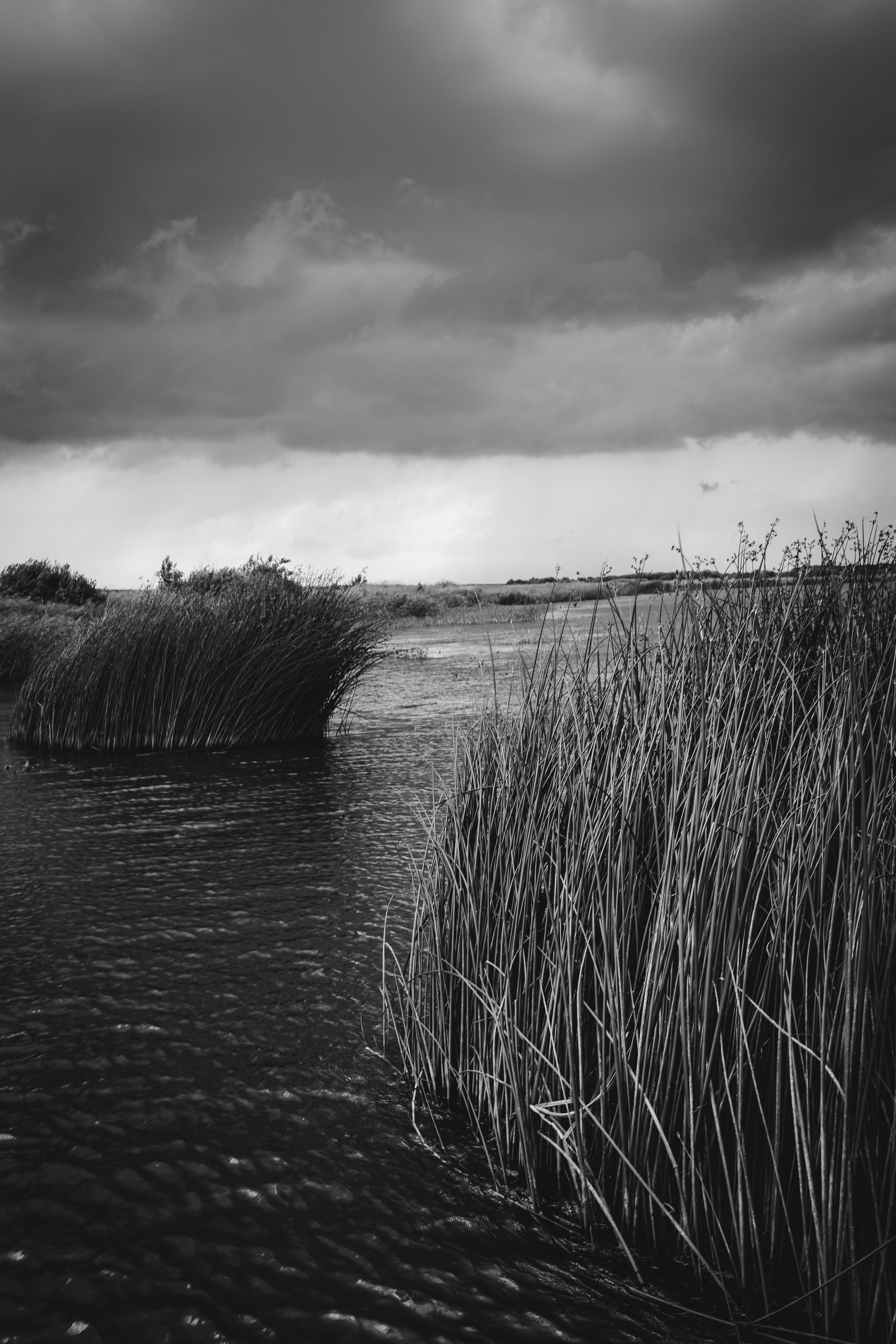 Black and White Photo of Water Reeds Growing on Lake Shore · Free Stock ...