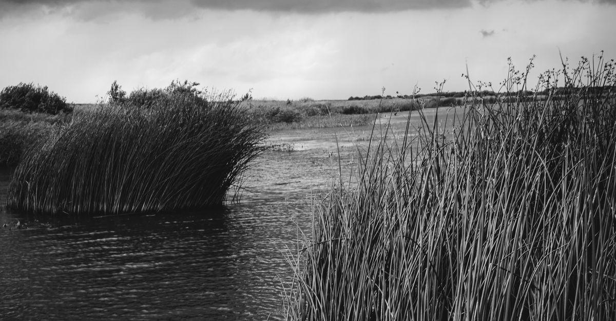 Water Reeds Dark Black and White Photo of Water Reeds Growing on Lake Shore · Free Stock ...