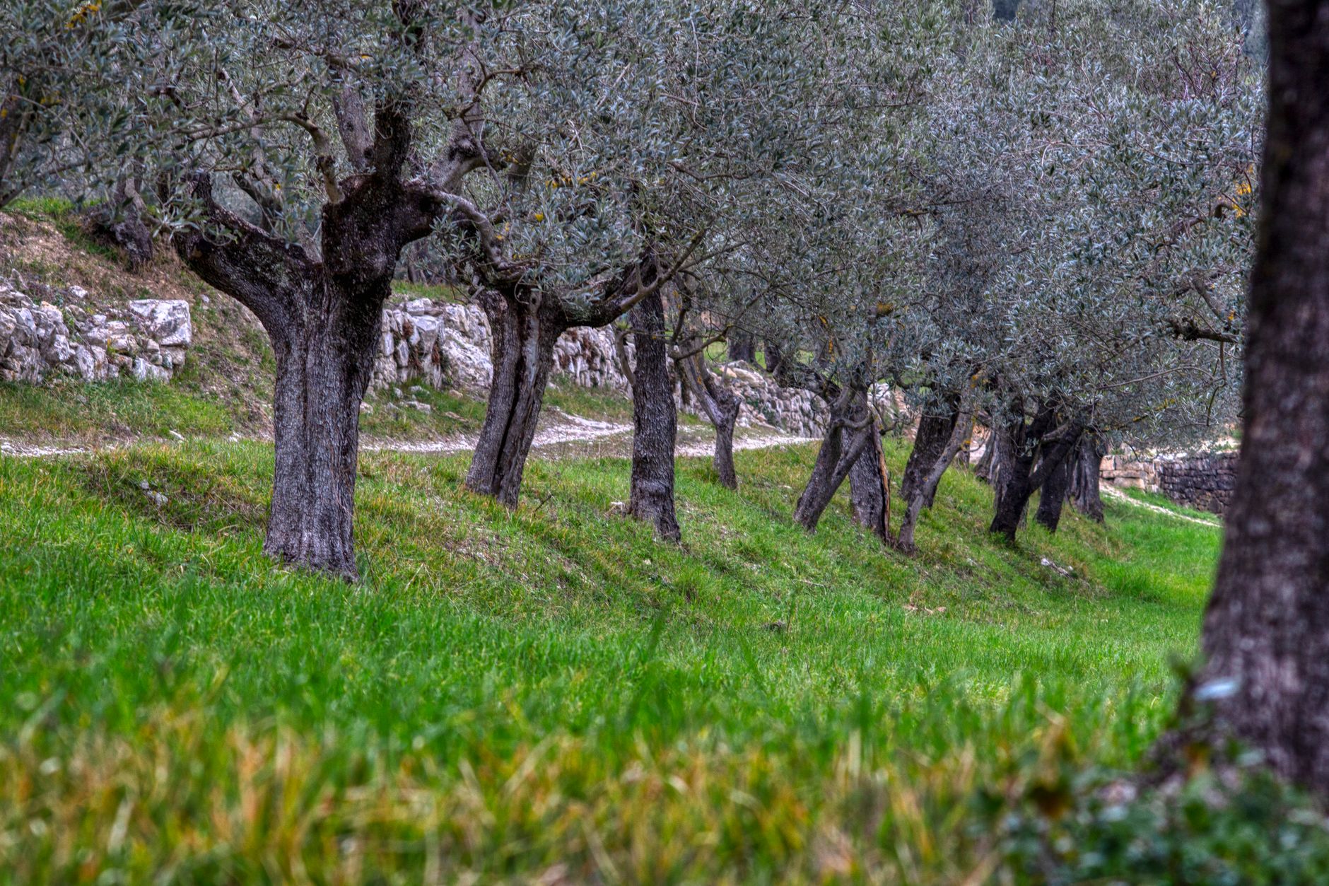 Understanding Albanian Olive Oil: Liquid Gold from Ancient Groves