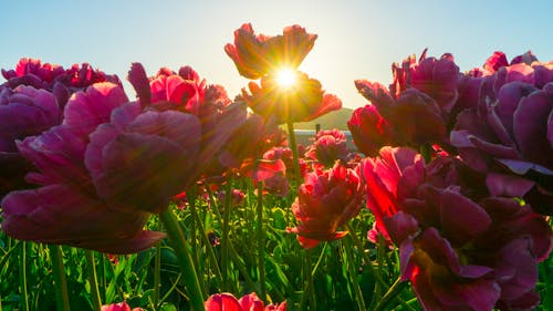 Free Red Flower Fields Stock Photo