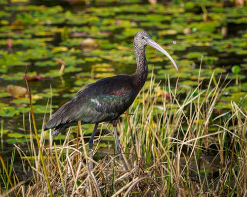 Glossy ibis on Grass
