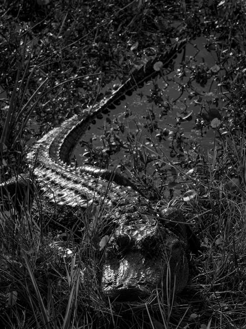 Grayscale Photo of a Crocodile on the Grass 