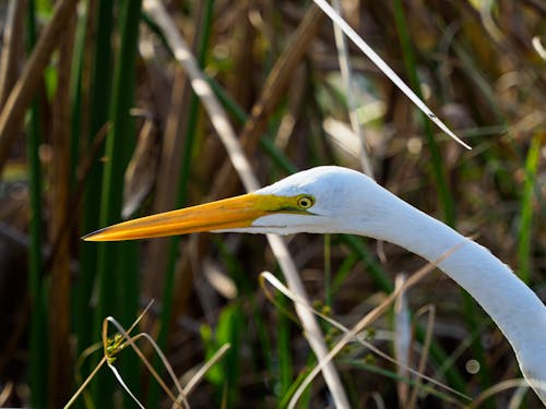 Close-up Photo of a Eastern great egret