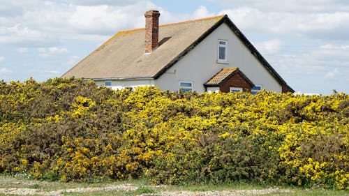 White Painted House