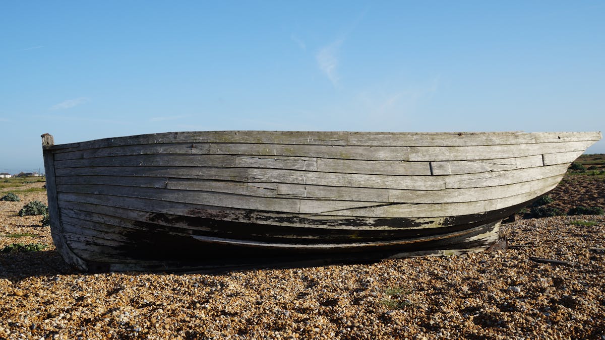 Fire Ants in Palm Beach County: How to Identify and Eliminate Them Safely