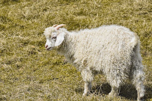 Kostenloses Stock Foto zu Angora-Schafe, Ankara-Schafe, gras
