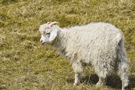 White Sheep on Green Grass Field