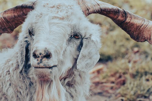 Free Head of an Angora Goat Stock Photo