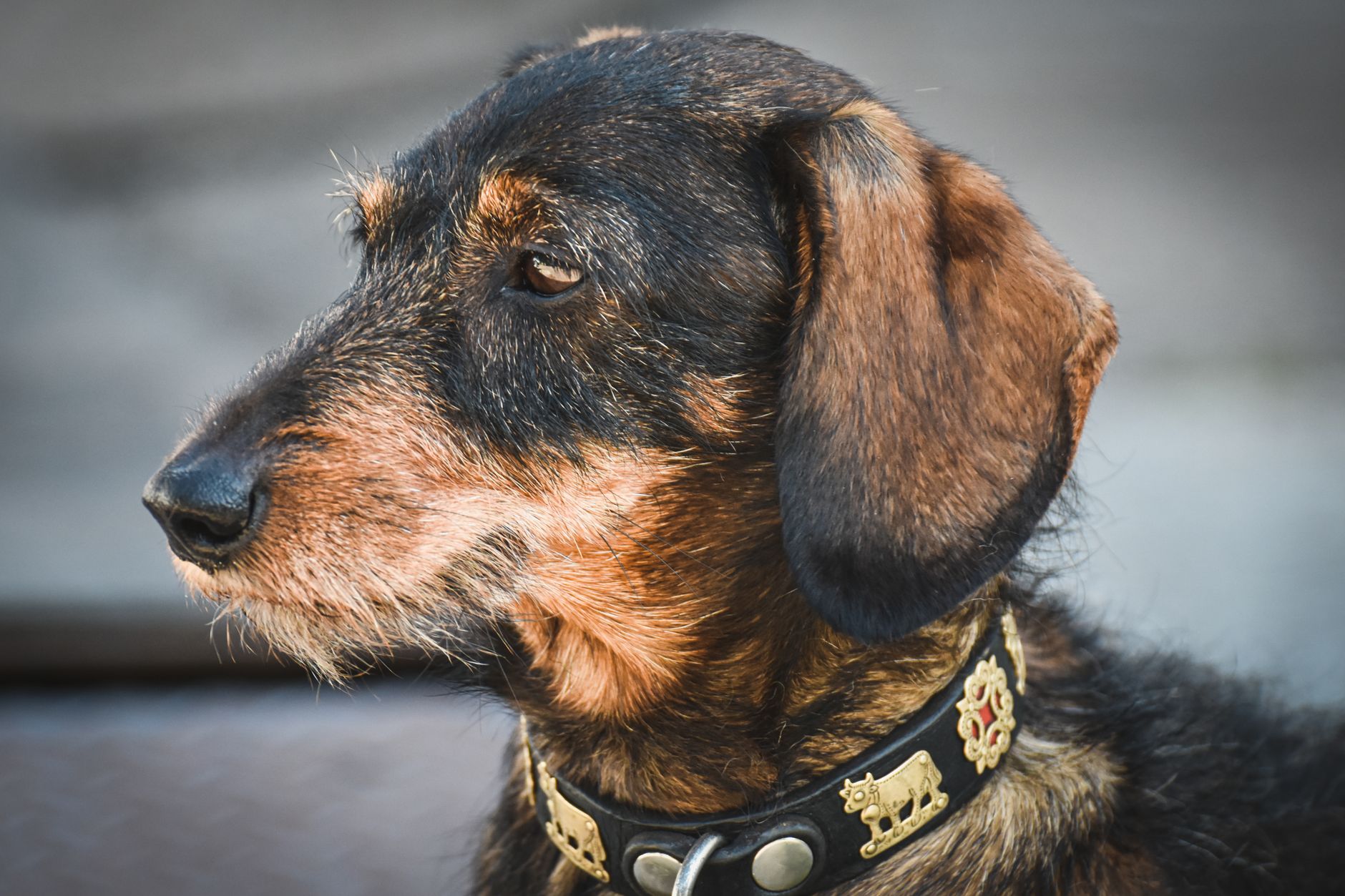 Why Do People Also Ask How to Protect a Dachshund