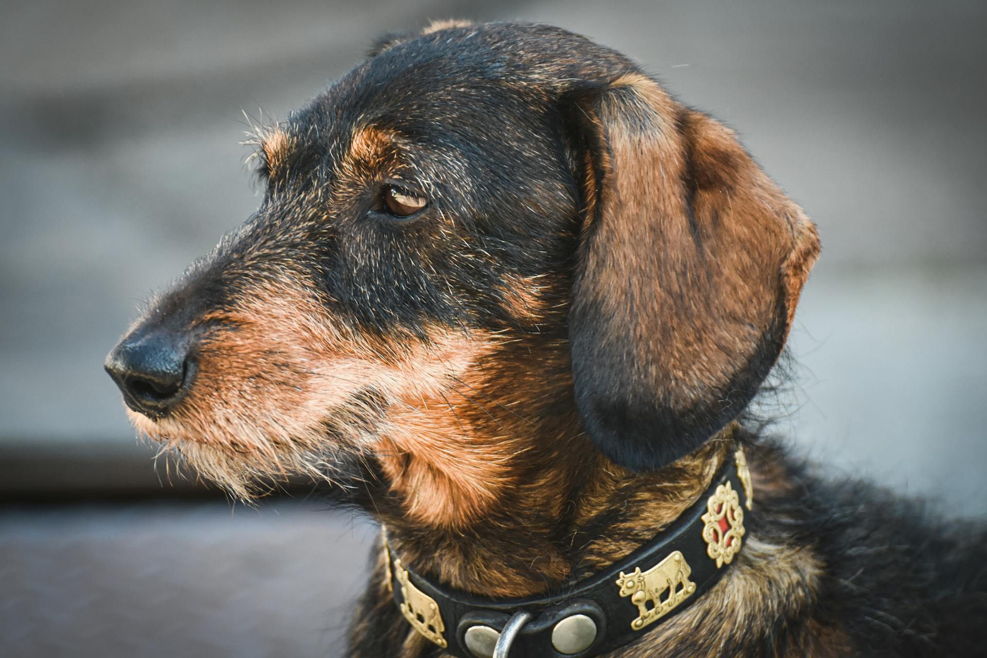 Chien de taille moyenne à pelage court noir et brun foncé