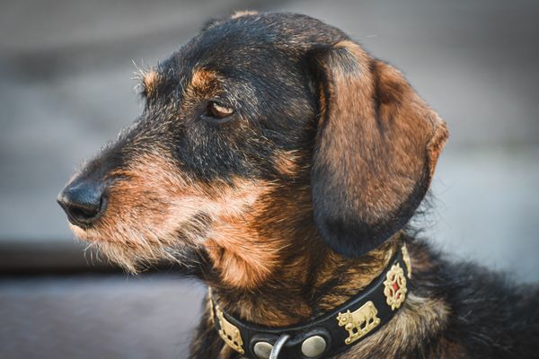 A dachshund in profile showing a long-bodied build