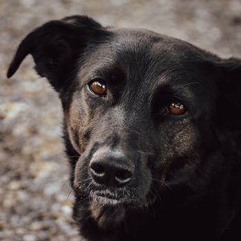 Pet Theft Cases Linked to Yulin