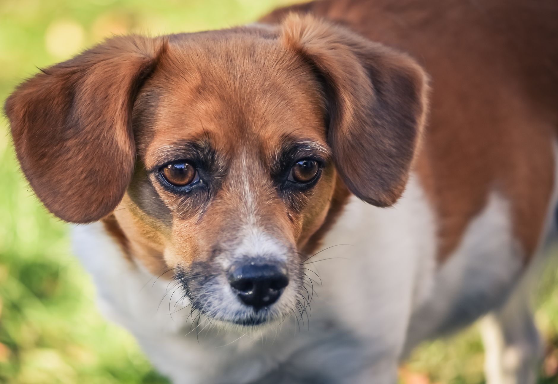 Portrait of a dog at a veterinary clinic