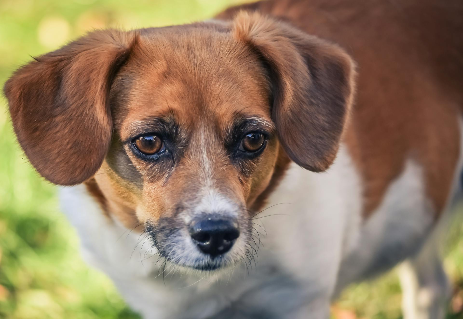 Portrait of Chubby Dog