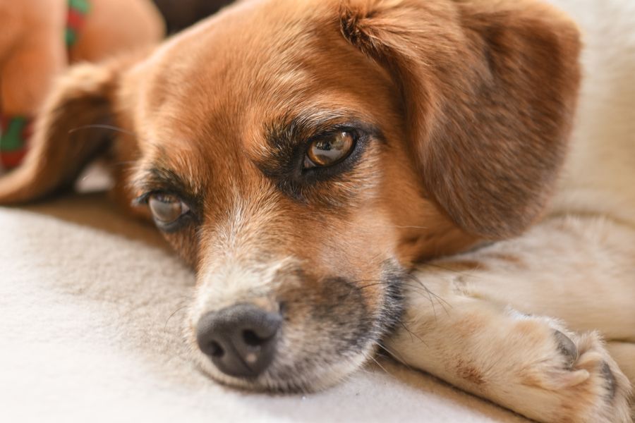 Adult dog resting calmly indoors healthy and settled