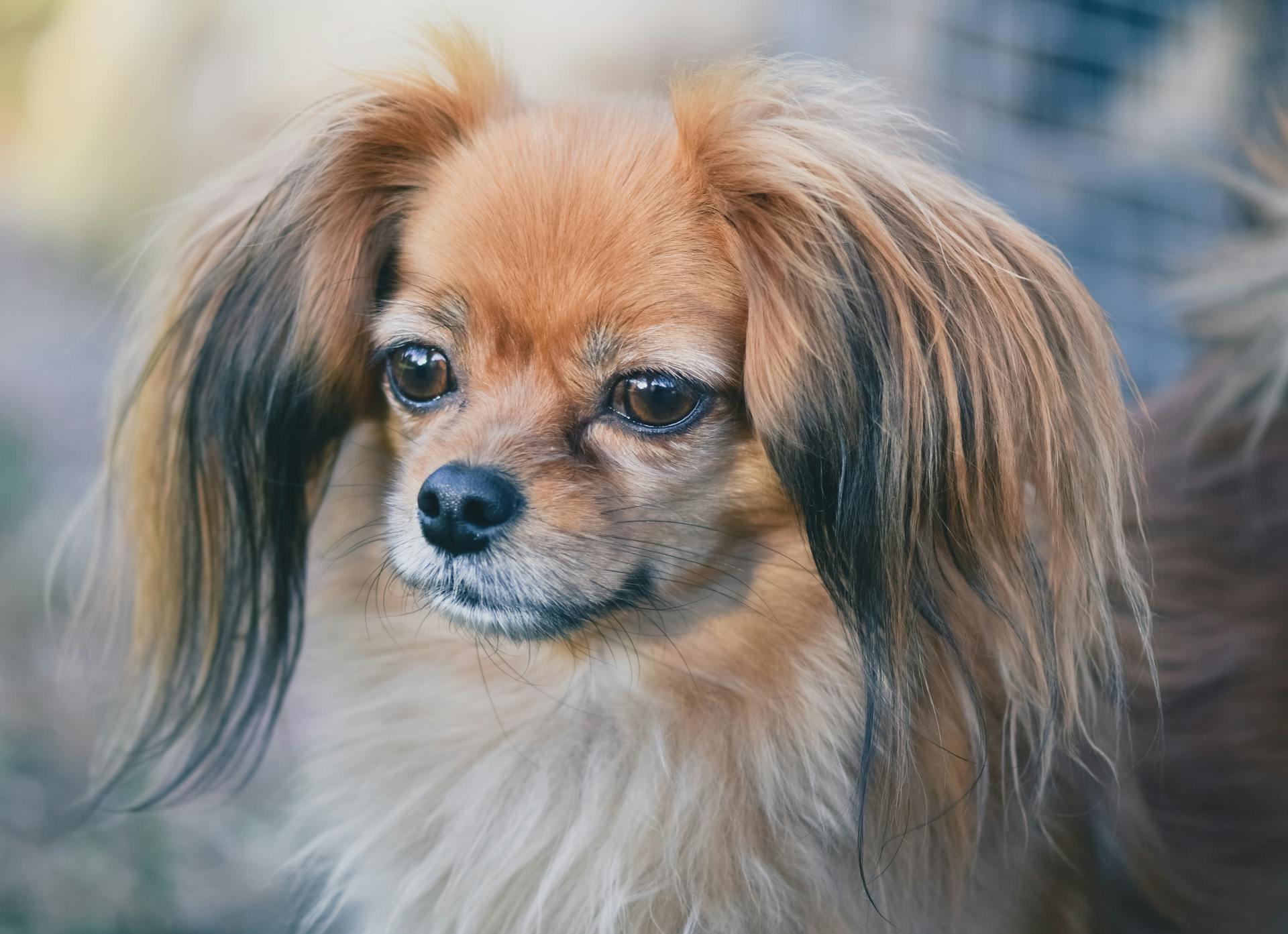 Fluffy Papillon Pup