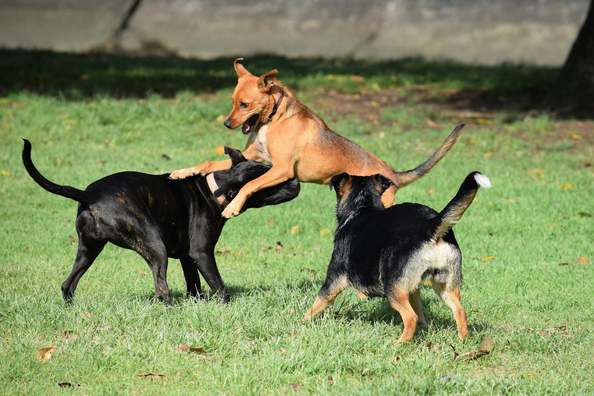 Dogs Playing on Grass