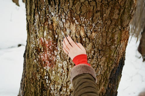 Person Holding Brown Tree Bark at Daytime