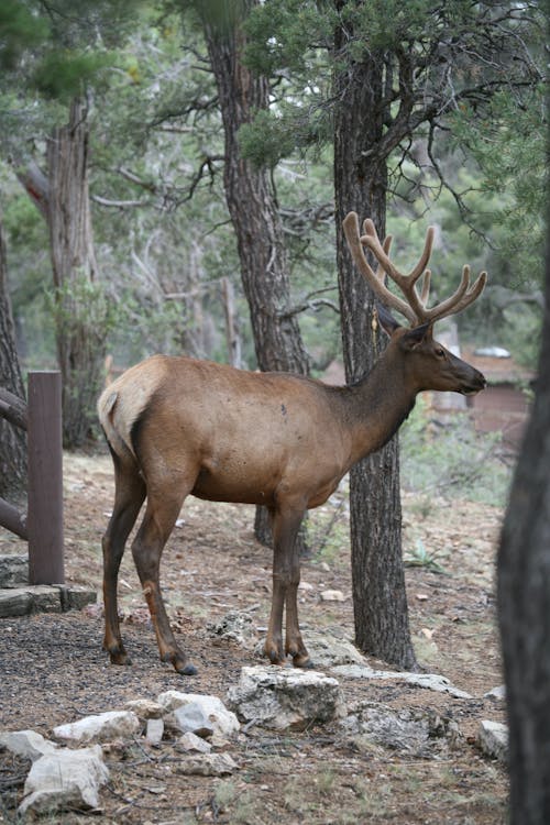 Brown Elk Standing Near Trees 