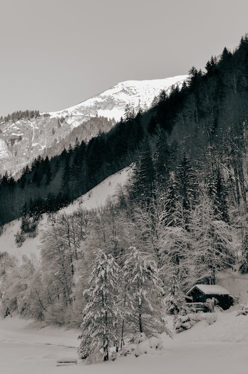 Free Photo of Trees on Mountain During Winter Stock Photo