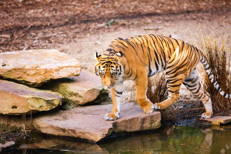 Tiger Walking On The Rock