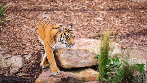 Free Photo of Tiger on Rock Stock Photo