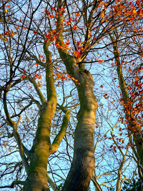 Kostenloses Stock Foto zu bäume im herbst, baumkrone, low-angle-shot