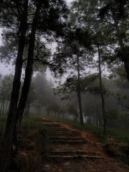 View of mysterious trail in foggy forest