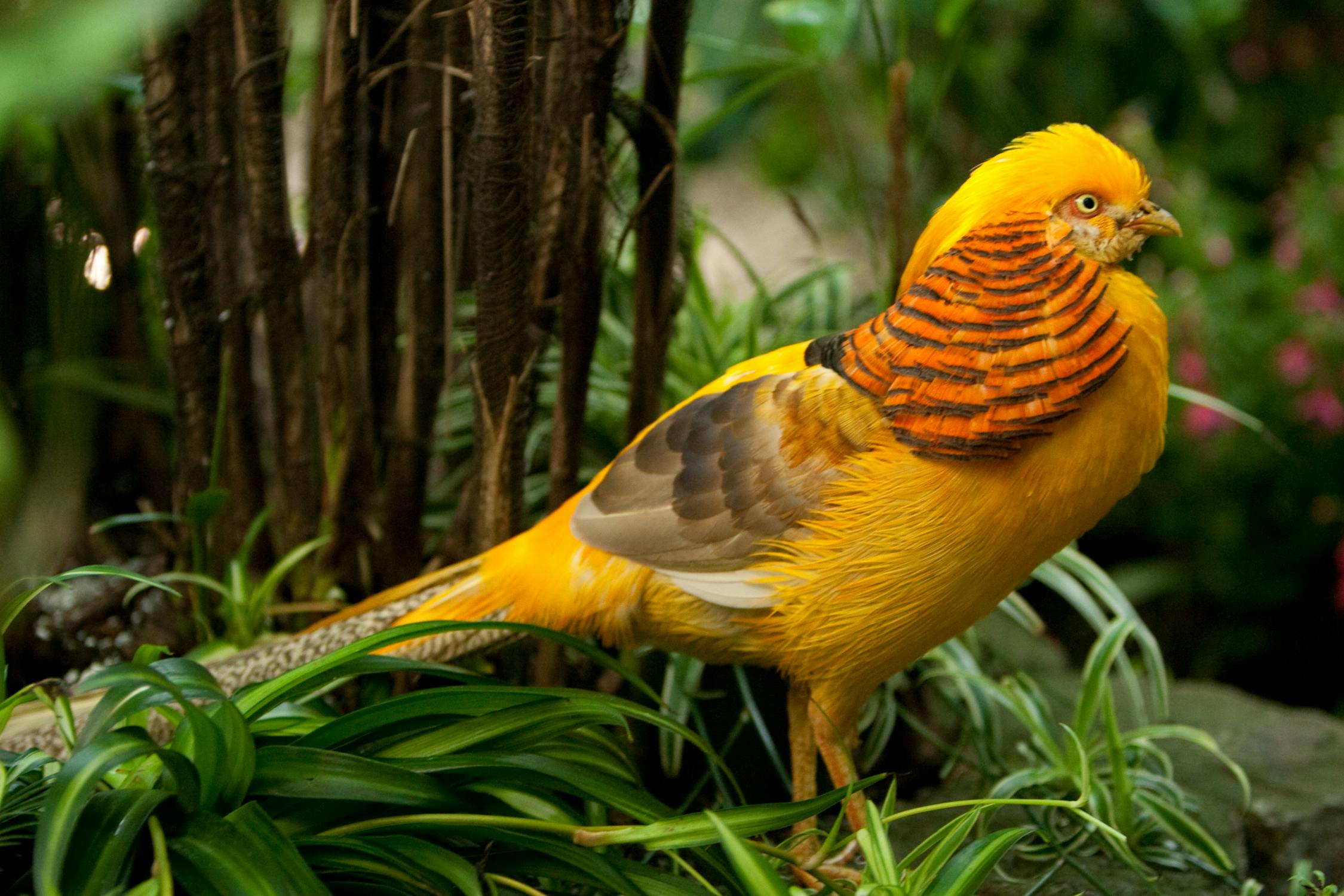 Golden Bird Photo by Jeffry Surianto from Pexels: https://www.pexels.com/photo/yellow-and-orange-bird-on-green-plant-11089257/