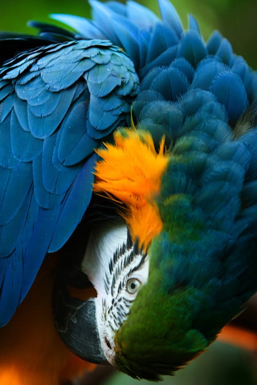 Blue Parrot in Close Up Photography