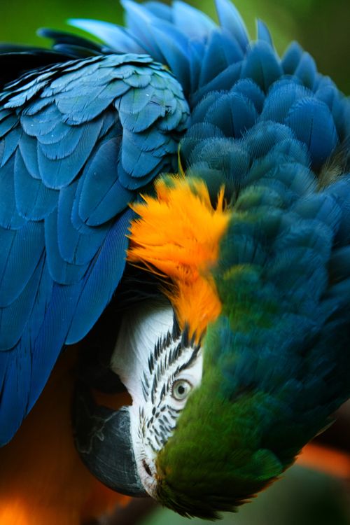 Free Detailed close-up of a Blue-and-Yellow Macaw showcasing its vibrant plumage. Stock Photo