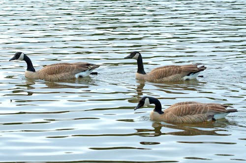 Brown Geese on Body of Water