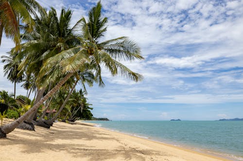 Бесплатное стоковое фото с кокосовые пальмы, пальмовые деревья, пляж