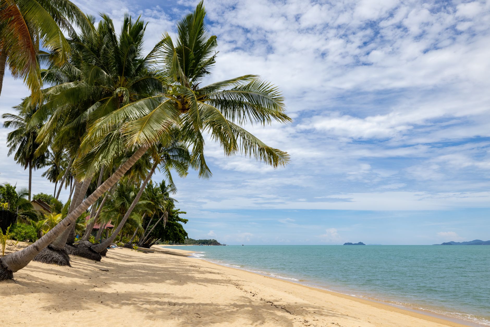 Serene tropical beach scene with coconut palm trees under a bright blue sky. — free online jigsaw puzzle on JigsawPuzzlesFreeOnline.org