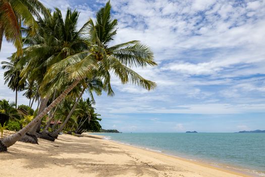Serene tropical beach scene with coconut palm trees under a bright blue sky., free online jigsaw puzzle on JigsawPuzzlesFreeOnline.org