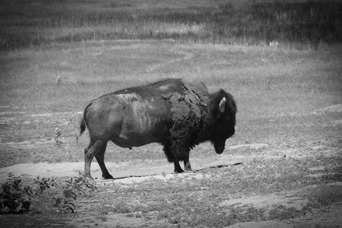 Fotos de stock gratuitas de animal, bisonte, césped