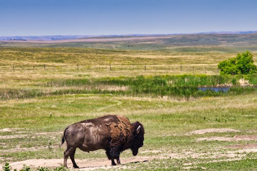 Darmowe zdjęcie z galerii z bizon, dzika przyroda, krajobraz