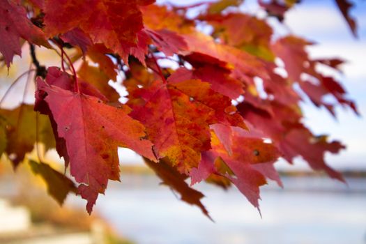 Close-up of vibrant red maple leaves showcasing fall colors.