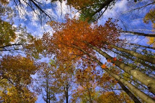 Gratis stockfoto met bladeren, blauwe lucht, bomen