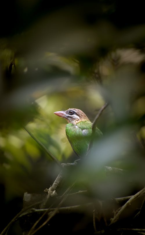 Close-Up Shot of White-Cheeked Barbet Perched on Tree Branch