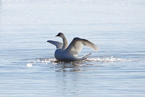 Free A serene mute swan gracefully spreads its wings on a calm lake under the sun. Stock Photo