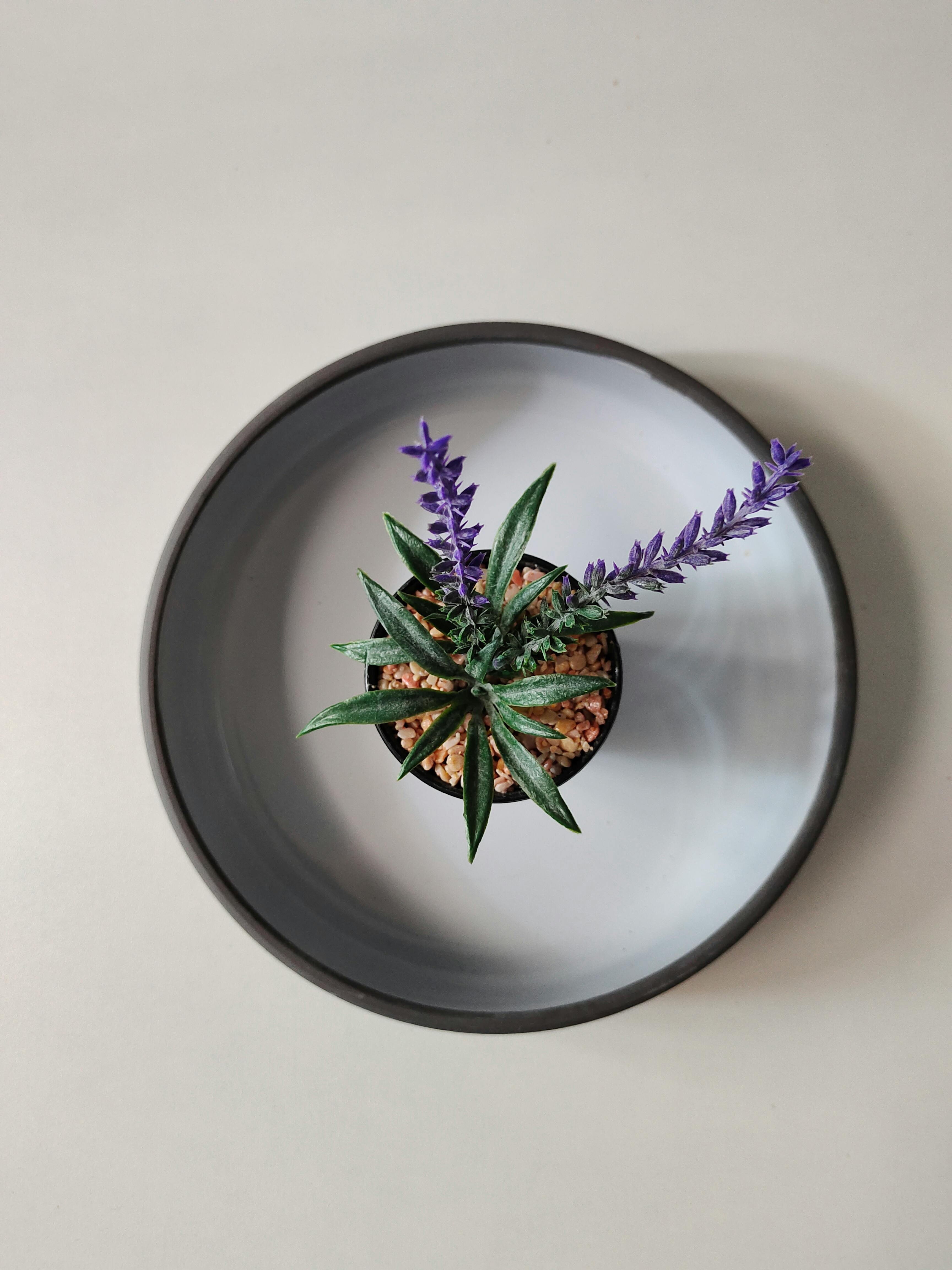 Top-down view of a lavender plant in a ceramic bowl, perfect for minimalist designs.